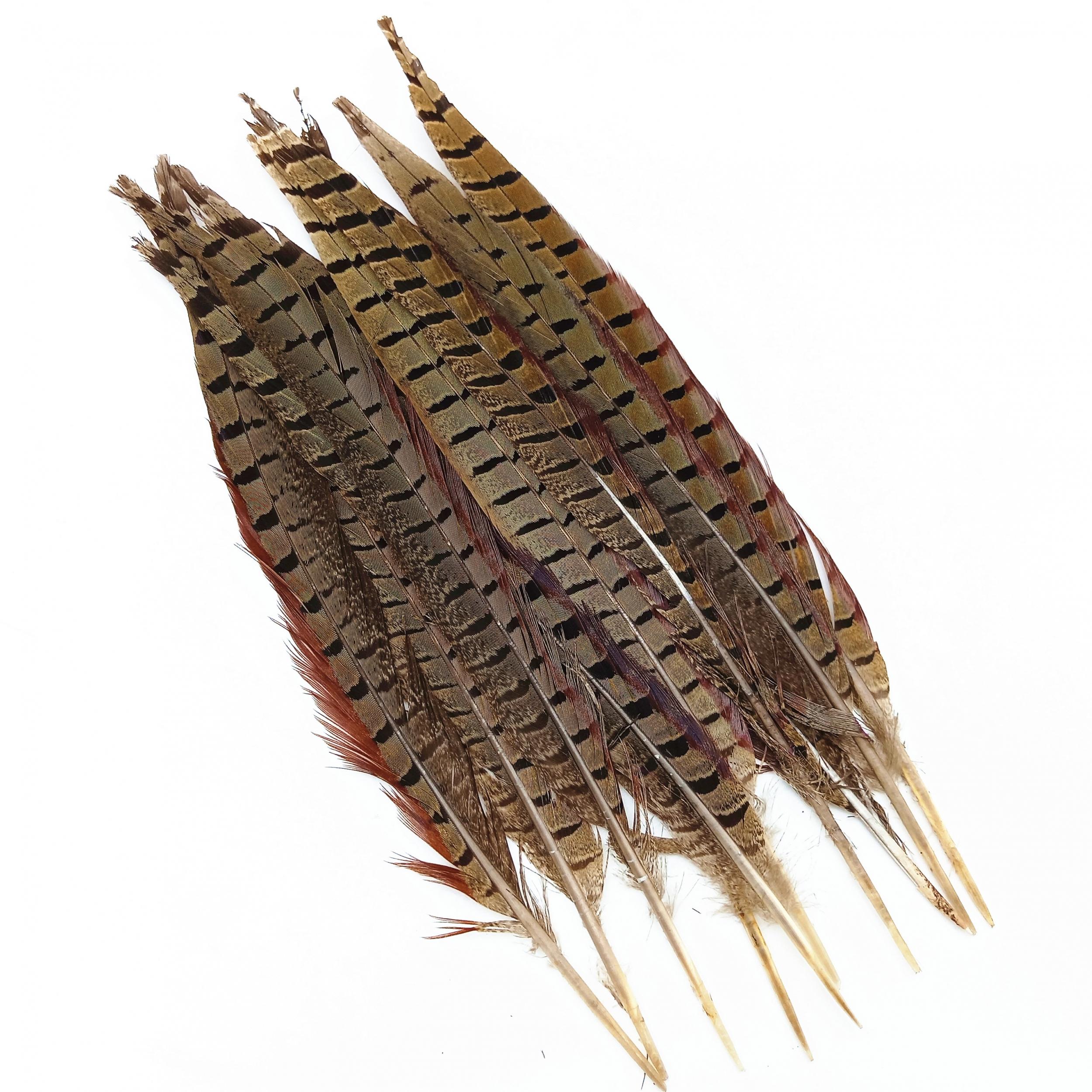 Natural Ringneck Pheasant Tail Feathers for Crafts